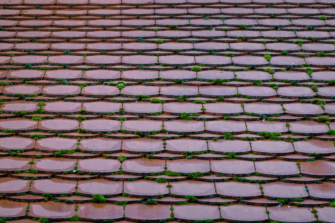 moss growing between roof tiles